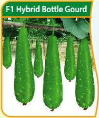 Picture of Hi Super 5gm (Hybrid gourd)